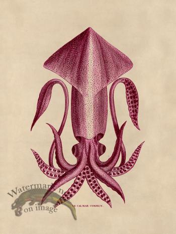 Octopus Pink 36